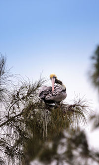 Low angle view of bird against clear sky