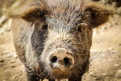 Close-up portrait of a horse