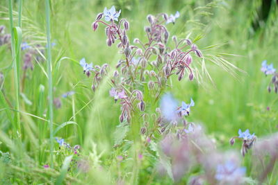 Close-up of flowers blooming in field