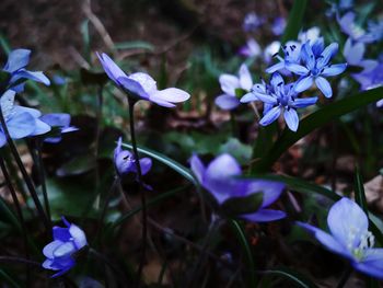 Close-up of purple flowering plant on field