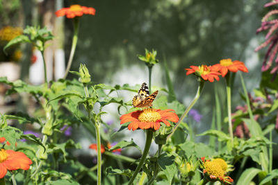 Close-up of butterfly pollinating on flower