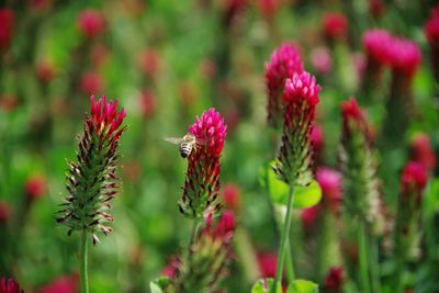 Close-up of bee pollinating on flower