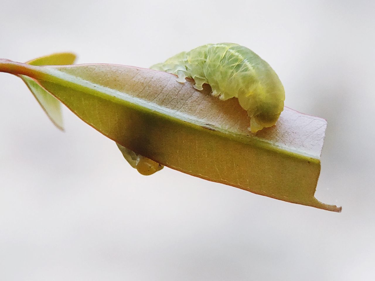 CLOSE-UP OF FRUIT