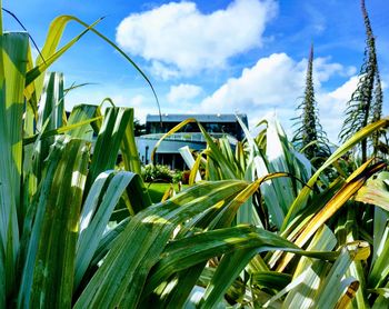 Close-up of fresh green plants growing in field against sky