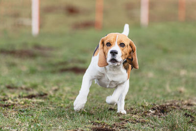 Dog running straight on camera and chasing coursing lure on green field