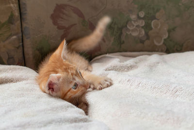 High angle view of cat resting on bed