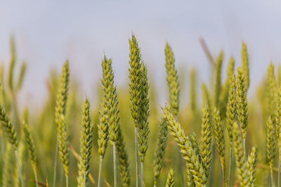 Corn field in po valley countryside, italy