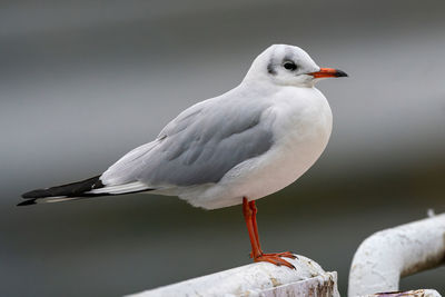 Close-up of seagull perching on railing