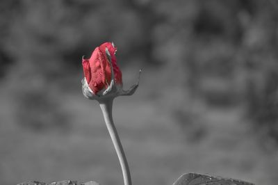 Close-up of flower against blurred background