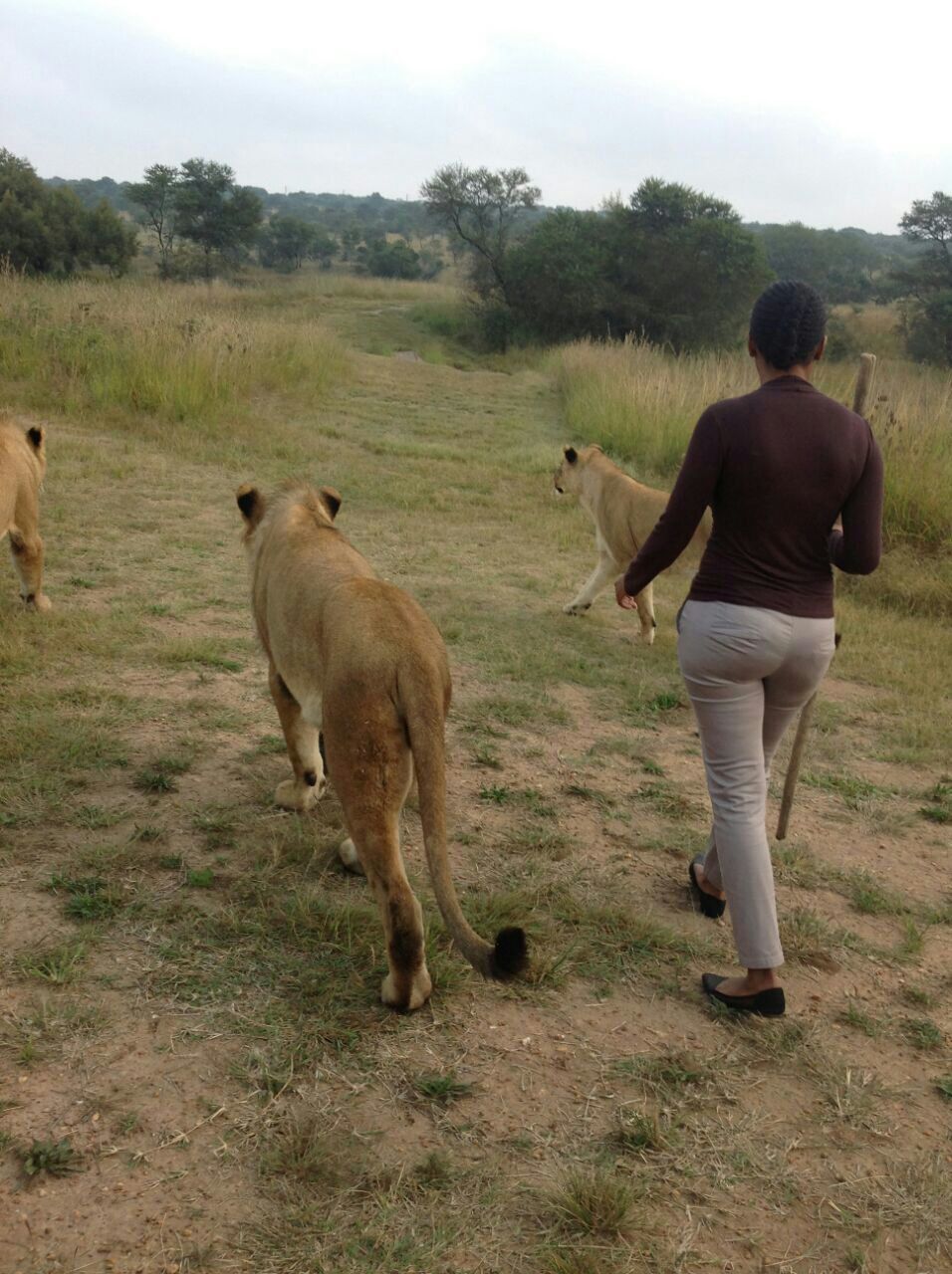 animal themes, domestic animals, mammal, field, grass, livestock, full length, lifestyles, leisure activity, landscape, standing, horse, togetherness, men, casual clothing, walking, rear view, one animal