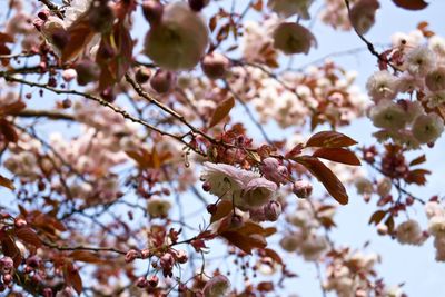 Low angle view of cherry blossom tree