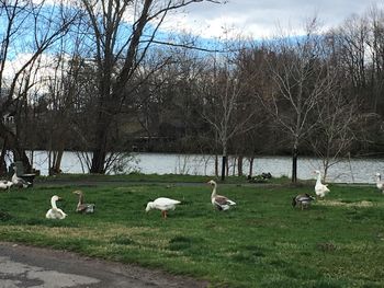 Swans on lake against bare trees