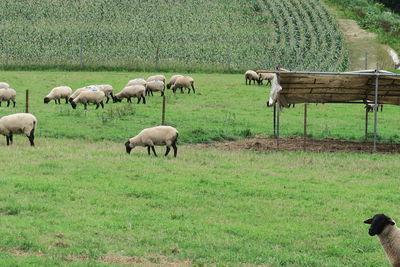 Sheep grazing in a field