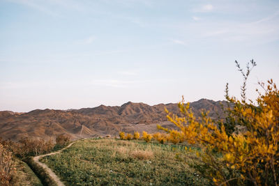 Scenic view of field against sky