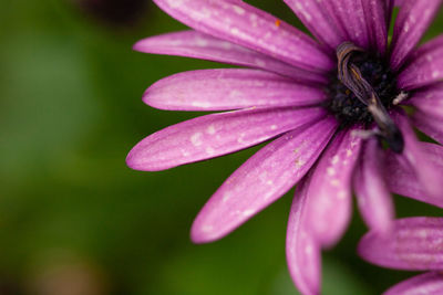 Close-up of pink flower