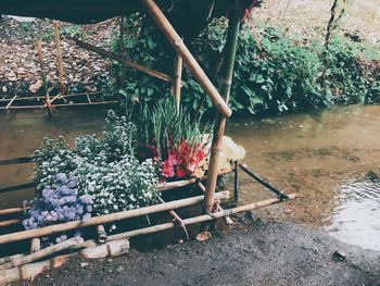 High angle view of flowering plants in garden