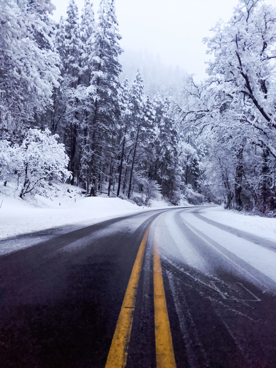 ROAD AMIDST TREES AND SNOW COVERED LANDSCAPE