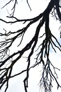 Low angle view of silhouette bare tree against sky