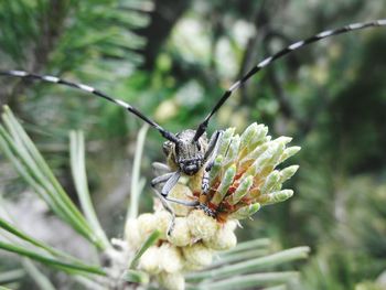 Close-up of insect on plant