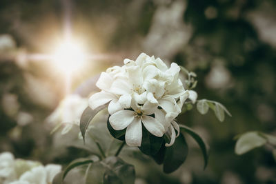 Close-up of white flowering plant