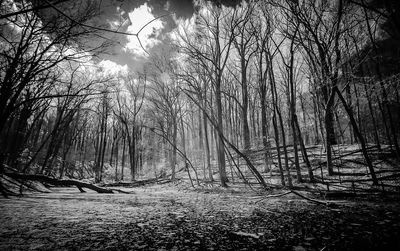 Bare trees in forest