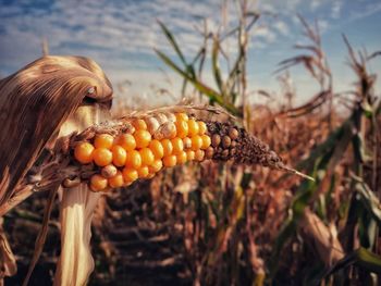 Field with corn