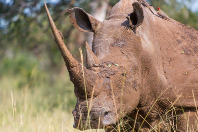 Close-up of lizard on tree