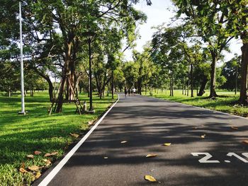 Road amidst trees in city