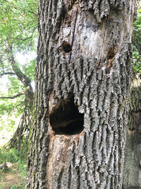 Close-up of a tree trunk