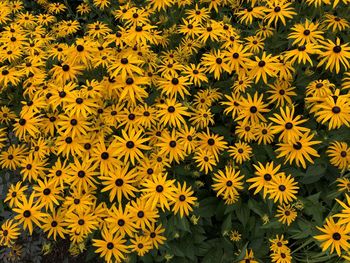 Full frame shot of yellow flowering plants