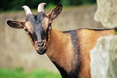 Portrait of goat standing on field