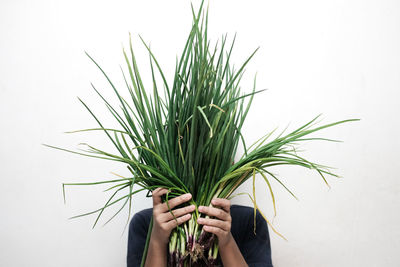 Close-up of person holding chives against white background