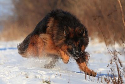 Dog in snow