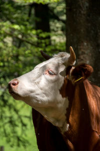 Close-up of cow