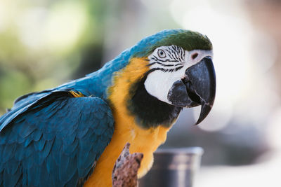 Close-up of a parrot, blue and yellow macaw