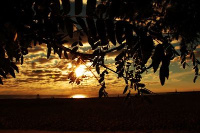 Silhouette of trees at sunset