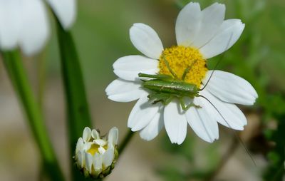 Close-up of insect on white flower