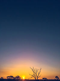 Silhouette trees against clear sky at sunset