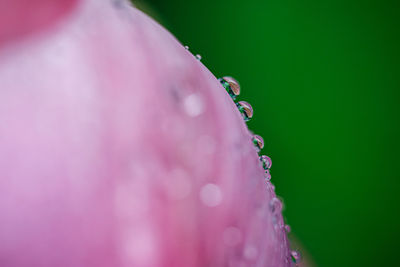 Macro shot of water drops on pink flower petal
