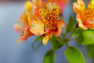 Close-up of yellow flowering plant