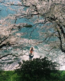 Woman sitting on cherry blossom tree