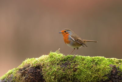 An european robin up close