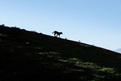 Low angle view of silhouette horse standing on hill against sky