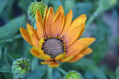 Close-up of fresh yellow flower blooming outdoors