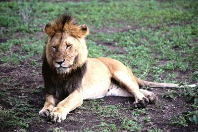 Lion relaxing on a land