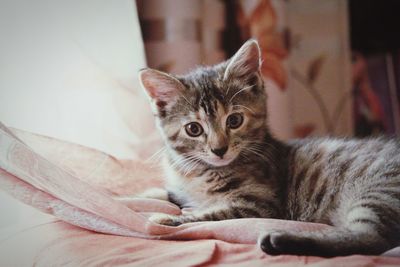 Close-up portrait of kitten relaxing on bed