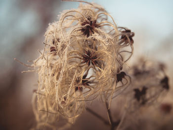 Close-up of wilted plant