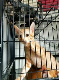 Portrait of cat in cage