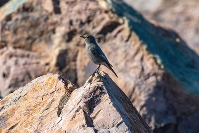 Close-up of bird perching on rock