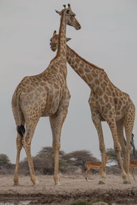 Giraffe standing on land against clear sky